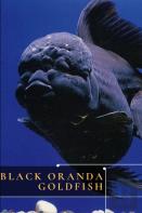 Black Oranda Goldfish
