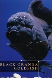 Black Oranda Goldfish