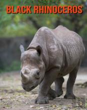 Black Rhinoceros