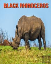 Black Rhinoceros