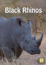 Black Rhinos