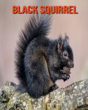 Black Squirrel