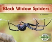 Black Widow Spiders