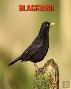 Bertrand.pt - Blackbird