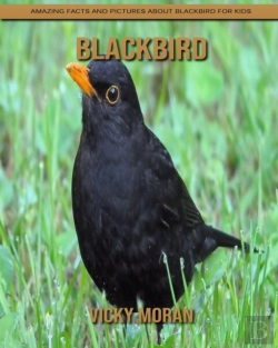 Bertrand.pt - Blackbird