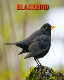 Bertrand.pt - Blackbird