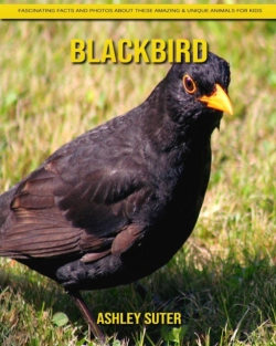 Bertrand.pt - Blackbird
