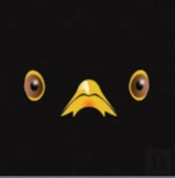 Blackbird