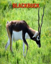 Blackbuck