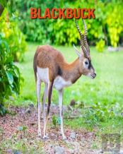 Blackbuck