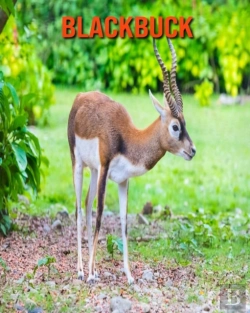 Bertrand.pt - Blackbuck