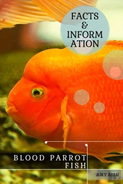 Bertrand.pt - Blood Parrot Fish