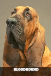Bloodhound