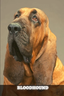 Bertrand.pt - Bloodhound