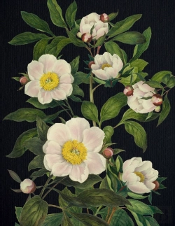 Bertrand.pt - Blooming Flowers Journal
