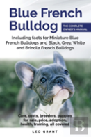 Blue French Bulldog