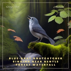 Bertrand.pt - Blue-Gray Gnatcatcher Singing Near Gentle Forest Waterfall