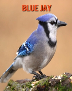 Bertrand.pt - Blue Jay