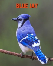 Blue Jay