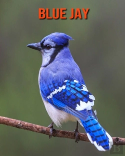 Bertrand.pt - Blue Jay