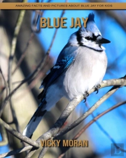 Bertrand.pt - Blue Jay
