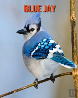 Bertrand.pt - Blue Jay