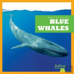 Bertrand.pt - Blue Whales