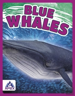Bertrand.pt - Blue Whales