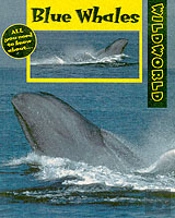 Blue Whales