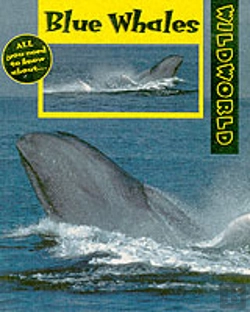 Bertrand.pt - Blue Whales