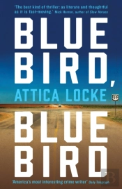 Bluebird, Bluebird