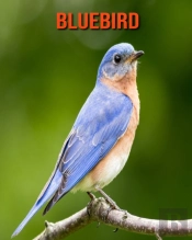 Bluebird