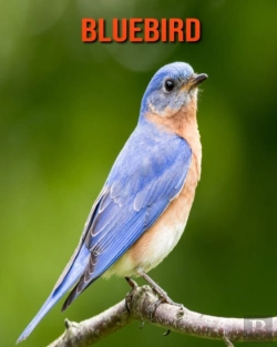 Bertrand.pt - Bluebird