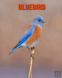 Bertrand.pt - Bluebird