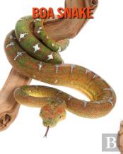 Boa Snake