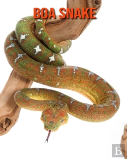 Bertrand.pt - Boa Snake