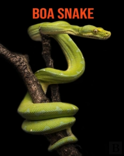 Bertrand.pt - Boa Snake