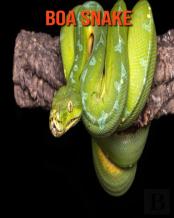 Boa Snake