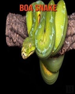 Bertrand.pt - Boa Snake