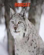 Bobcat