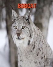 Bobcat