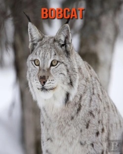 Bertrand.pt - Bobcat
