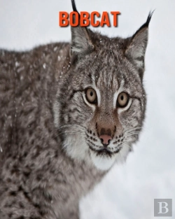 Bertrand.pt - Bobcat