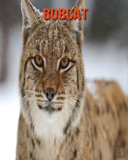 Bertrand.pt - Bobcat