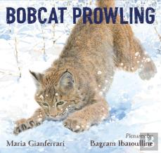 Bobcat Prowling