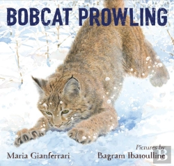 Bertrand.pt - Bobcat Prowling