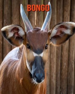 Bertrand.pt - Bongo