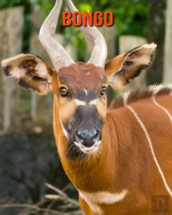 Bertrand.pt - Bongo