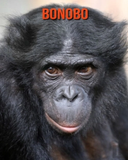Bertrand.pt - Bonobo