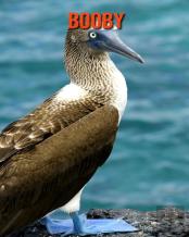 Booby